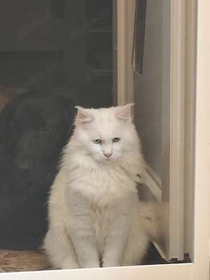 Maine Coon Katerchen