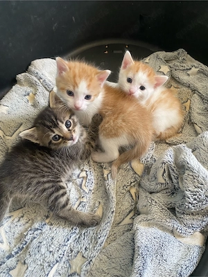 Babykatzen