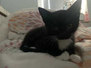 schwarze Babykatze Kätzchen sucht liebes Zuhause 