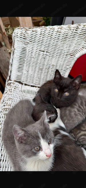 Ekh Kitten suchen einen zu Hause