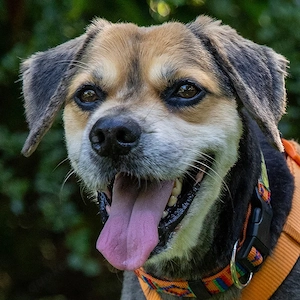 Servus Max - 9 Jahre - Mix - Tierhilfe Franken e.V.