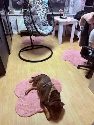 Old Englische Bulldogge