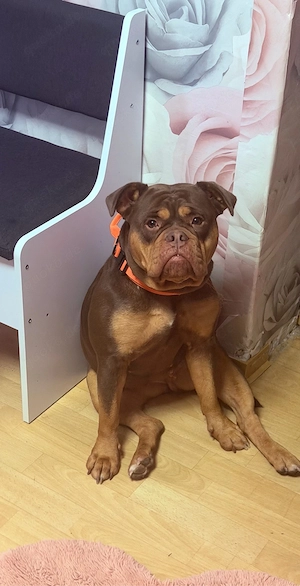 Old Englische Bulldogge