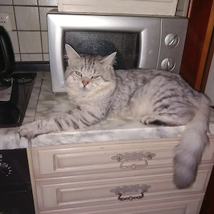 Kater BKH Maine Coon Mix - Geb.15.Sept.2022 - kastriert