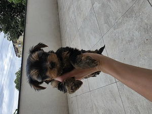 Yorkshire Terrier 