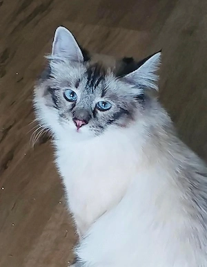 Ragdoll Katze geb.am 27.Juli 2022 - Kastriert