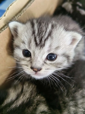 Süße BKH+Maine Coon Mix abzugeben