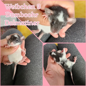 Sehr süße Ratten Babys zur Abgabe bereit super zahm und lieb
