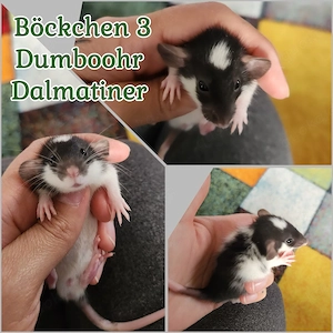 Sehr süße Ratten Babys zur Abgabe bereit super zahm und lieb