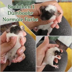 Sehr liebe Ratten Babys bald abgabebereitit