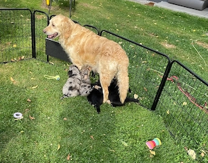 Prächtige reinrassige Golden Retriever Hündin mit Papieren 