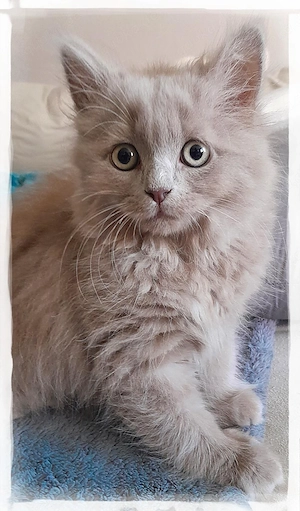 *Wunderschöner kleiner Britisch Langhaar Kater*