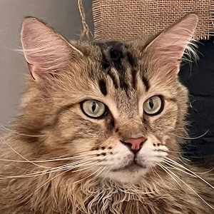 Luis - 5 Jahre - Maine Coon - Tierhilfe Franken e.V.