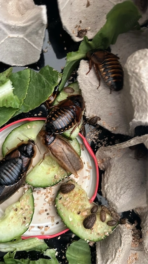 5 vitale, adulte Blaptica dubia Männchen (Tausch)