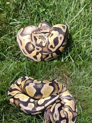 Zwei Königsphythons 