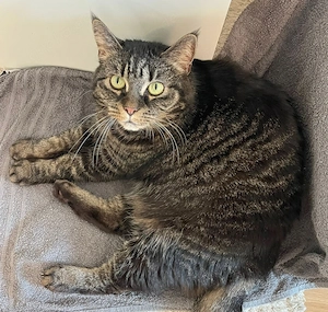 Sila - 11 Jahre - Main Coon Mix - Tierhilfe Franken e.V.