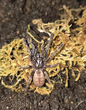 Cilantica devamatha ca. 1,5-2cm KL