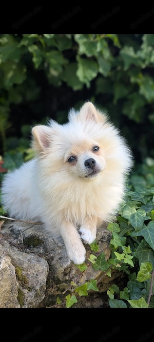 Zwergspitz Pomerania Welpen Weibchen 