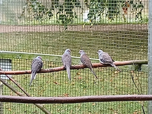 Diamanttäubchen 