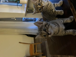 Süße Katzenbabys männlich und weiblich 