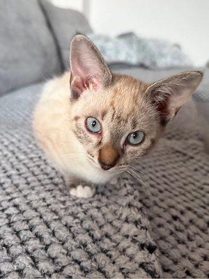 kitten ab sofort abzugeben 
