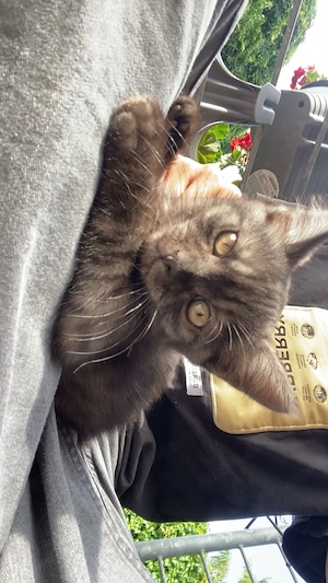 Süße Babykatzen suchen ein liebevolles Zuhause    Bild 2