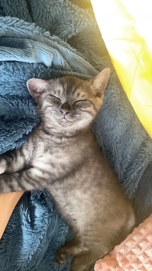 Süße Babykatzen suchen ein liebevolles Zuhause    Bild 3