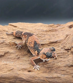 1.0 Nephrurus Wheeleri Wheeleri CB2023