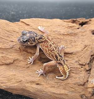 1.0 Nephrurus Vertebralis CB2025 Dark Line