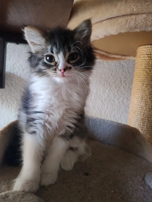 Katzenkitten