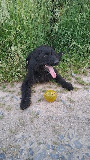 Strobel,Hütehund 