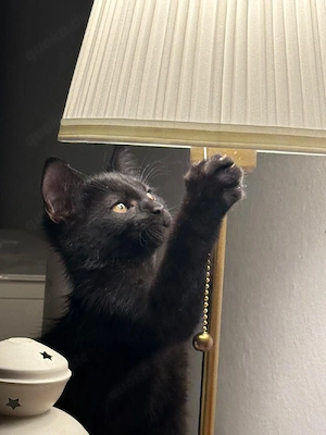Waldkatze Britisch Kurzhaar mix
