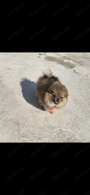Pomerian hund