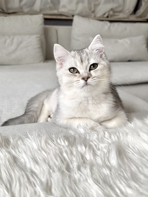 Britisch kurzhaar Bkh kitten weiblich 