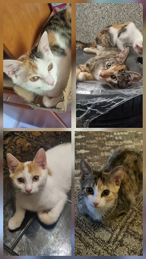  4 bezaubernde Kitten suchen ein neues Zuhause!