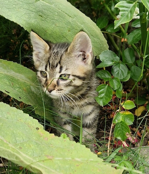 Kätzchen 12 Wochen alt,  Katzenbabys, Babykatzen, Kitten