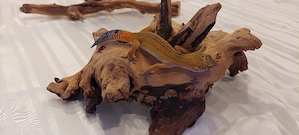 Liebevoll aufgezogene Leopardgecko-Nachzuchten abzugeben