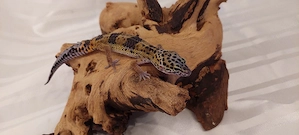 Liebevoll aufgezogene Leopardgecko-Nachzuchten abzugeben