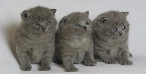 baby katzen britisch Kurzhaar