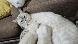 Wunderschöne BKH Kitten (Britisch Kurzhaar)   Reservierung ab sofort möglich!