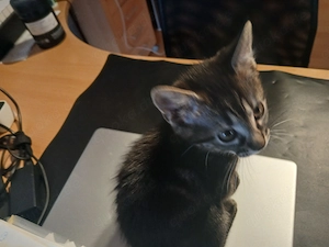 16 Wochen altes Tigerkatzenmădchen