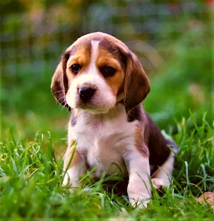 kräftige reinrassige Beagle Welpen suchen ab dem 28.August ein tierliebes neues zu Hause