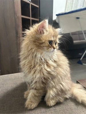 Perserkatze