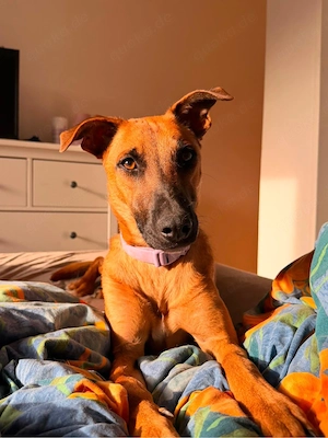 Lili sucht ihr Für-immer-Zuhause   