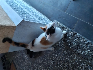 Hof Katze Glückskatze