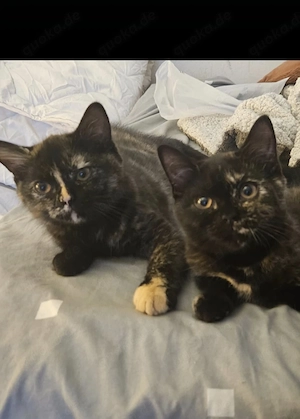 Bkh Katzenbabys  