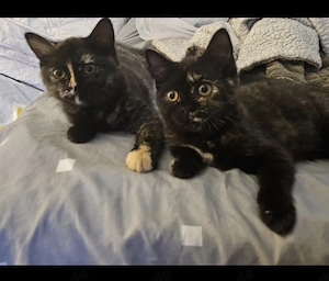 Bkh Katzenbabys