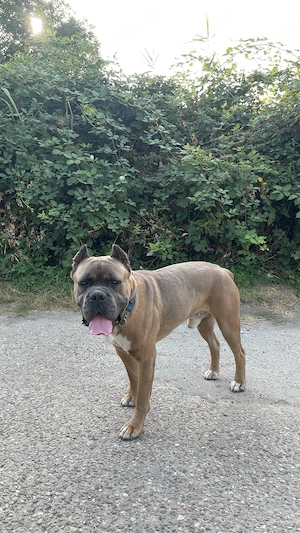 Cane corso deckrüde