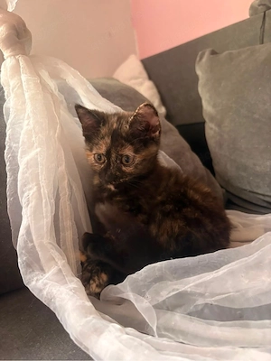 katzen babys absofort abzugeben 