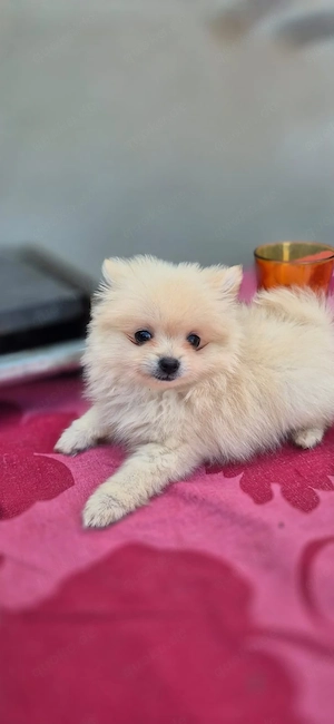 pomeranian 